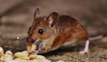24 Hour & Emergency Exterminators in Menomonee Falls, WI